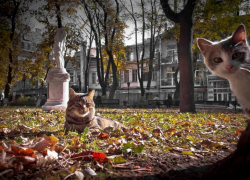 В Одессе за заботу об уличных кошках и собаках начали штрафовать