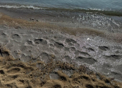 Черноморское побережье протяженностью 350 метров загрязнено маслом 