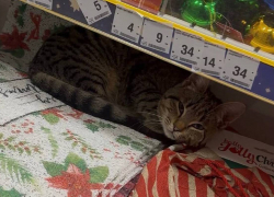 В Одессе магазины начали пускать греться бездомных животных из-за лютых морозов