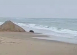 Мину вынесло на побережье в Одесской области