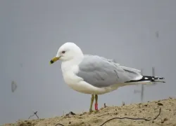 В Одесском зоопарке открыли пункт помощи птицам после загрязнения моря