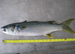 В Одесской области ввели новые правила вылова кефали