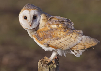 В Одесской области спасли редкую сову