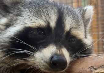 В одесском зоопарке енот впал в депрессию из-за частого контакта с людьми