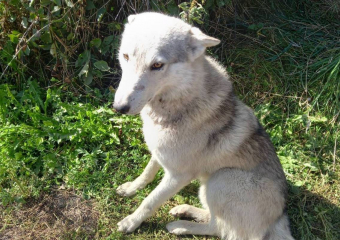 Спасли, но не приручили: военные из Одесской области помогли волку