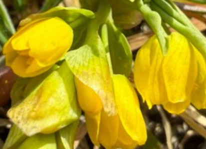 В Одесской области зацвел редкий цветок, сохранившийся с прошлых геологических эпох