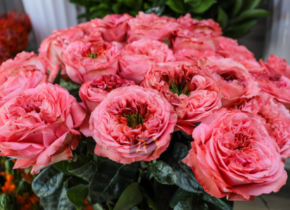 В Одессе стартовал цветочный бум с разбросом цен в 30 раз