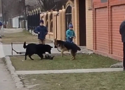 Несовершеннолетние живодеры из Одесской области снова замучили животное – на этот раз котенка