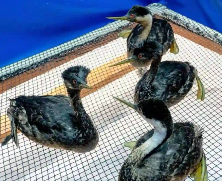 Разлив масла на одесском побережье грозит большей опасностью чем мазут для Черного моря