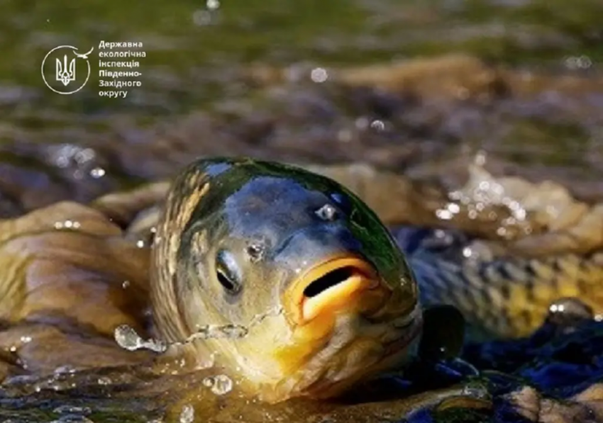 В Одесской области ввели ограничения на рыбалку