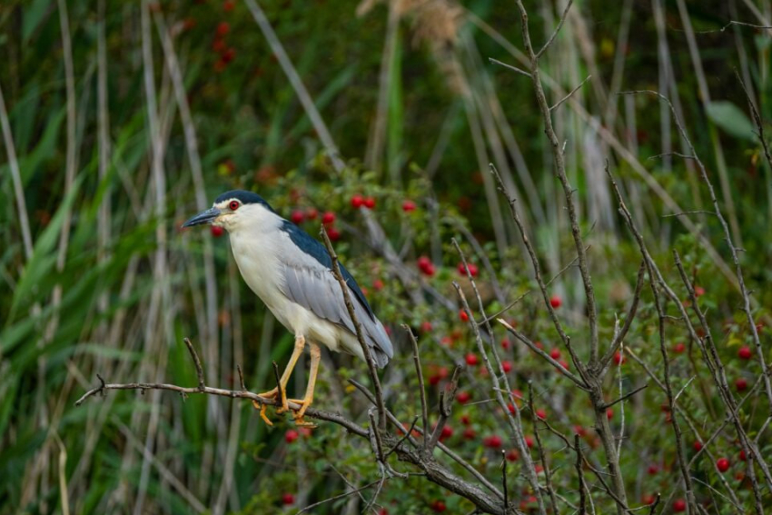 В Одессе можно встретить птицу, которая квакает