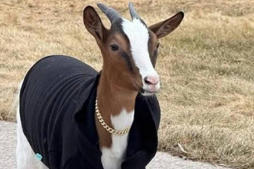 Самойлова и Джиган угробили козу Мими еще в апреле и скрывали это