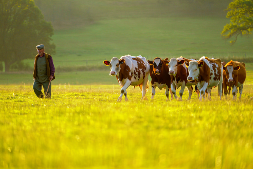 В Одесской области женщины спасли от мобилизации в ВСУ пастуха с синдромом дауна