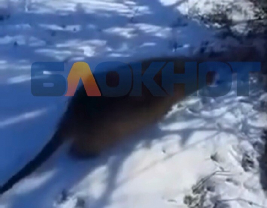 Дикие нутрии захватывают Одесскую область – чем они опасны