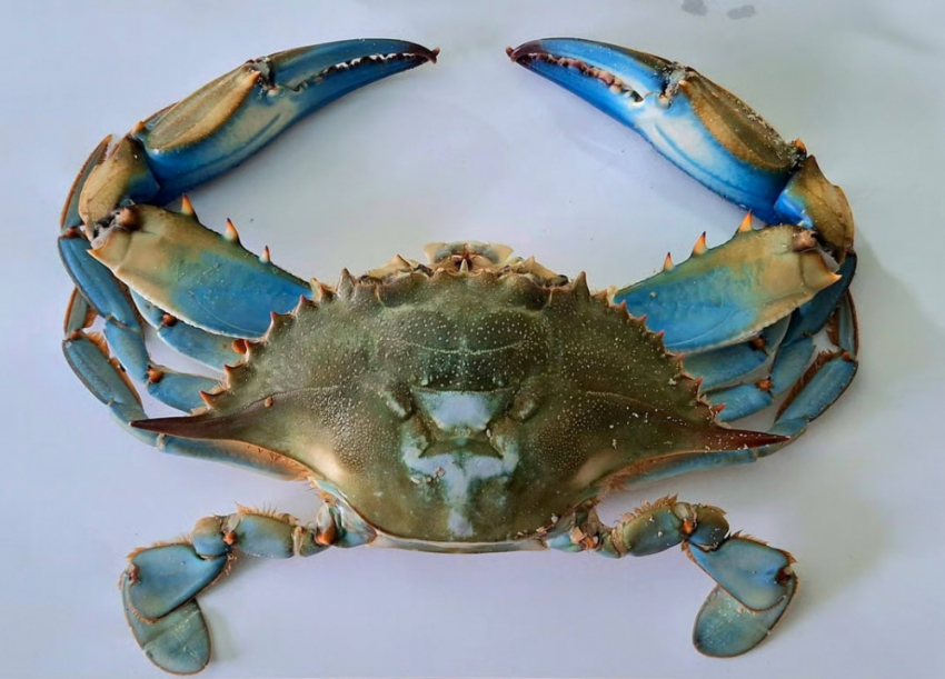 В Одессе зафиксировали нашествие опасных голубых крабов