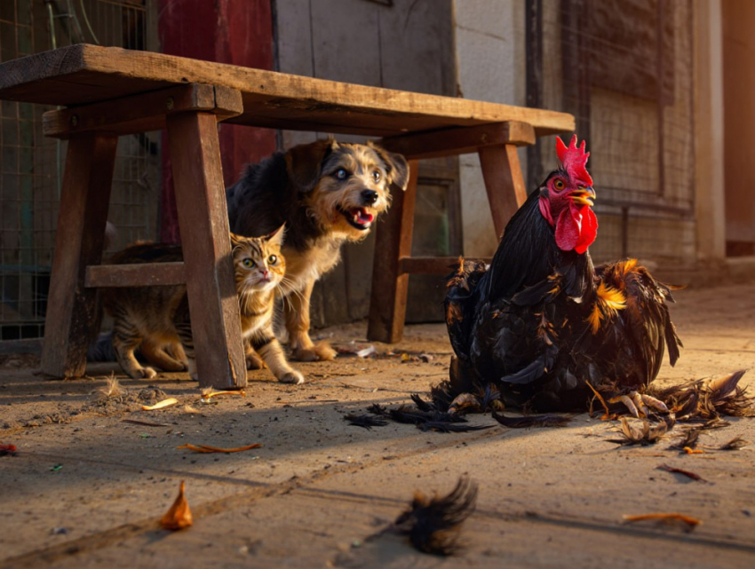Сжигают, терзают, избивают: в Одесской области появилось новое развлечение – садизм