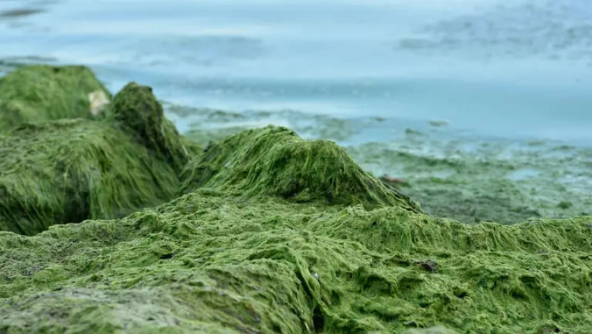 После шторма пляжи Одессы завалило водорослями