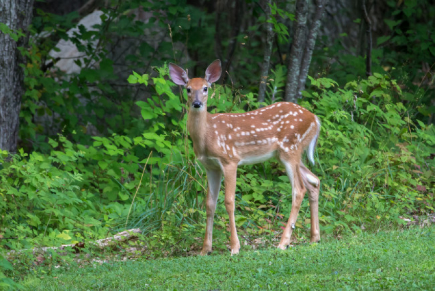 В Одессе олениха пострадала при странных обстоятельствах: зоопарк заявил о диверсии