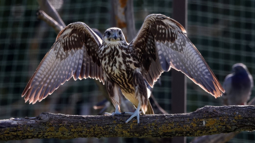 Один из самых редких хищников Евразии вернулся в степи Одесщины