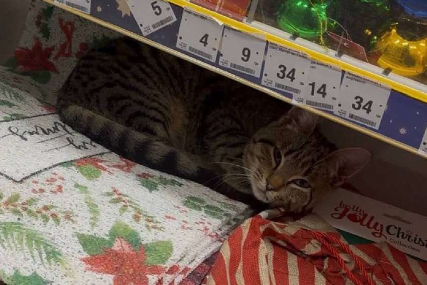 В Одессе магазины начали пускать греться бездомных животных из-за лютых морозов