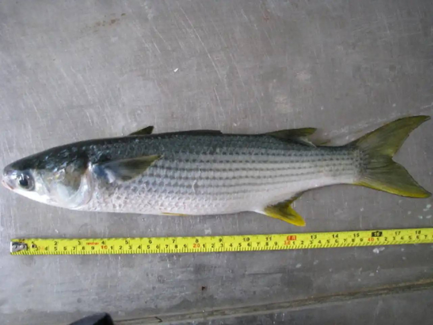 В Одесской области ввели новые правила вылова кефали