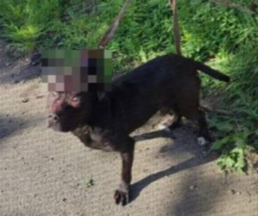 В Одессе живодеры замучили собаку