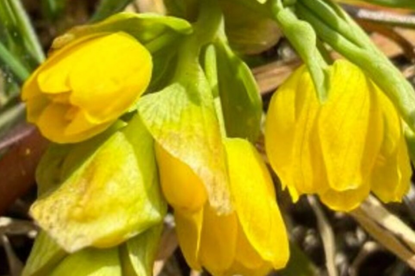 В Одесской области зацвел редкий цветок, сохранившийся с прошлых геологических эпох
