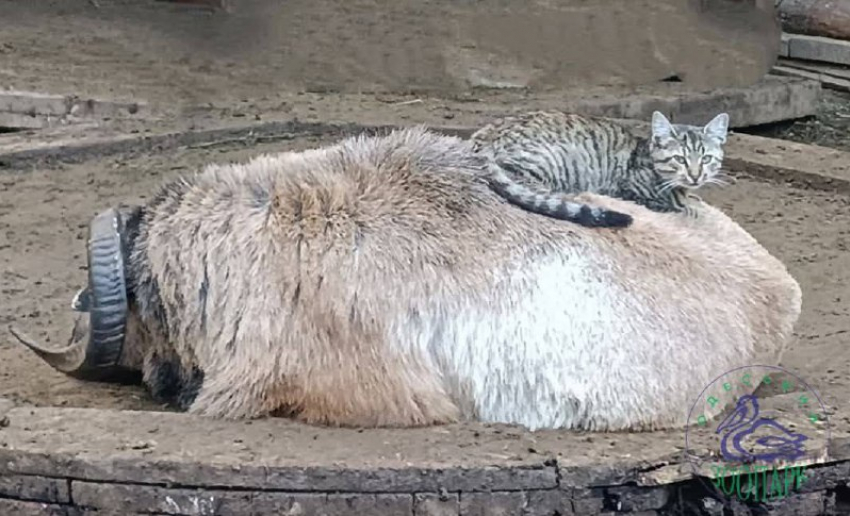 Барашка и кошка стали парой года в Одесском зоопарке