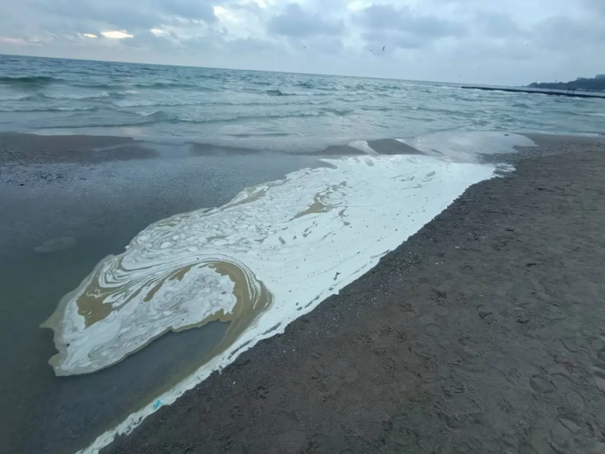 В Одесской области из-за выбросов масла погибли более пяти тысяч птиц
