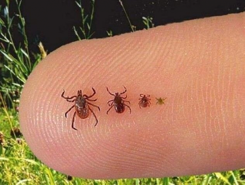 В Одесской области появились первые случаи укусов клещей