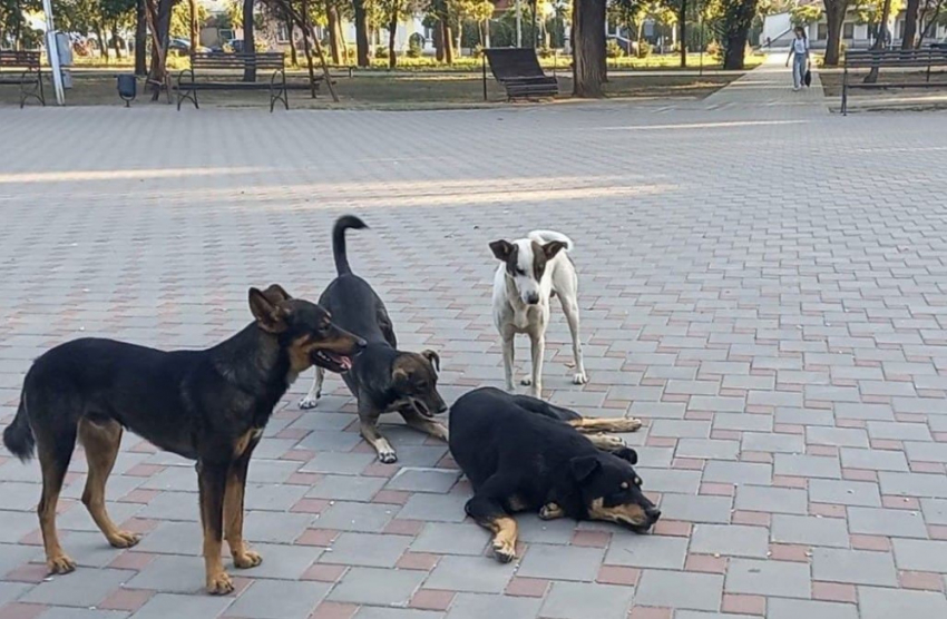 В Одесской области закрылась последняя организация помощи животным