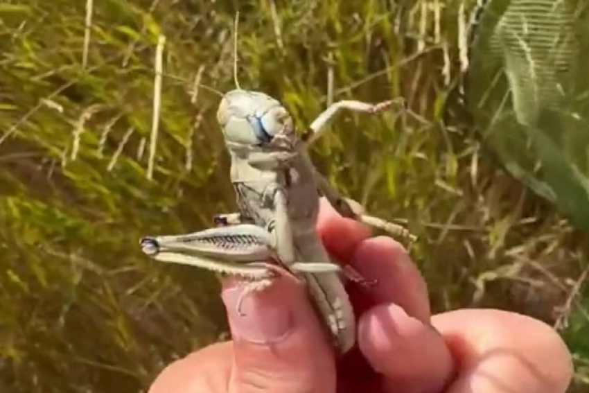 Египетская саранча атаковала Одессу, Кривой Рог и Днепропетровск