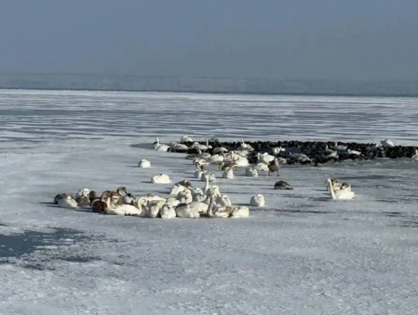 Из-за морозов в Одесской области жизнь 50-ти пернатых под угрозой ؘ– как их спасти