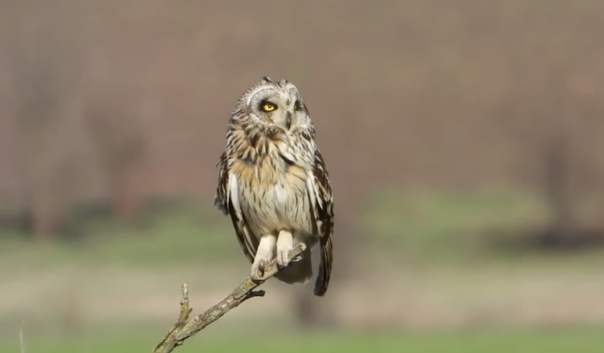 В Одесской области в дикую природу вернули одну из самых редких сов