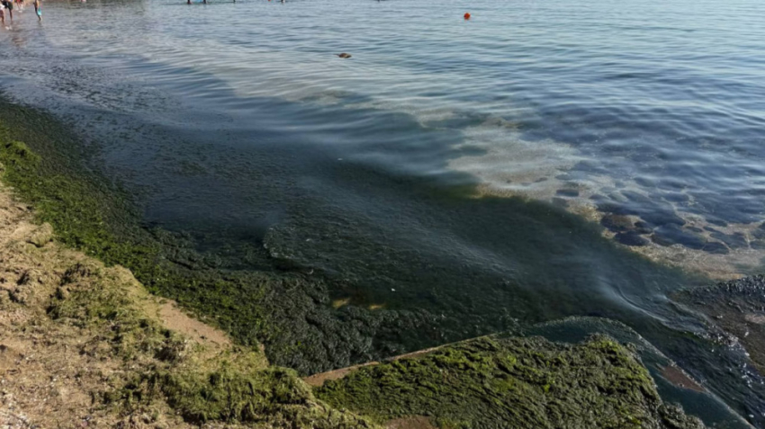 Почему у берега Одессы гниют водоросли: версия Инфоксводоканала