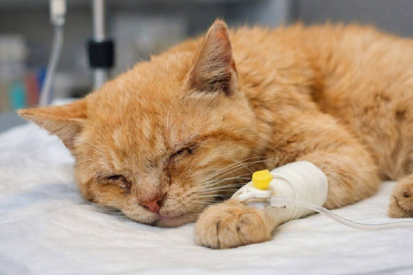 В Одессе началась эпидемия кошачьей чумки
