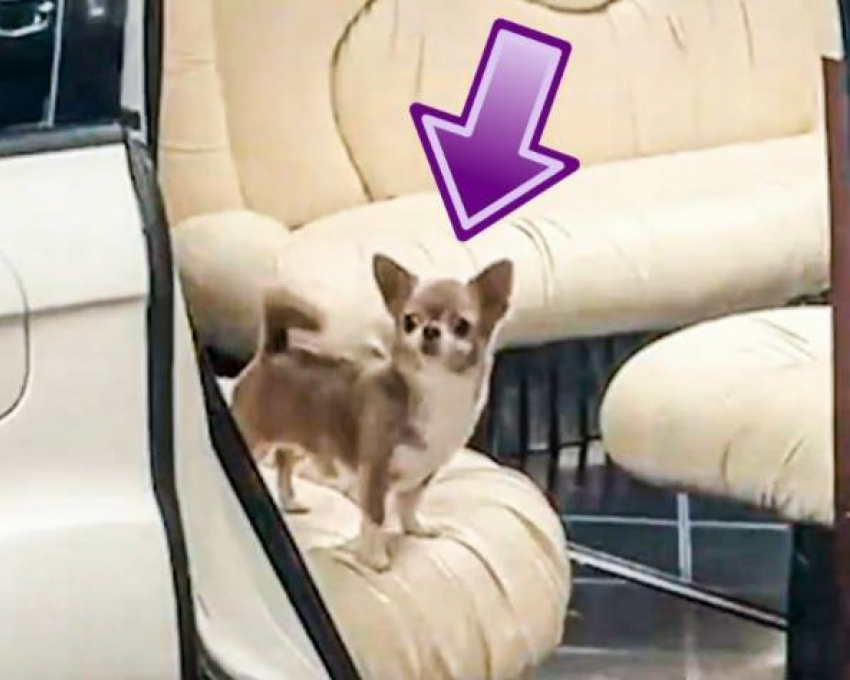 С лимузином и диджеями: в Одессе для собаки провели роскошный день рождения