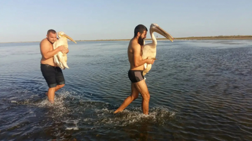 В Одесской области спасли редких розовых пеликанов