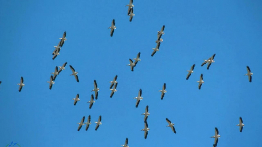 В Одесской области заметили первых розовых пеликанов