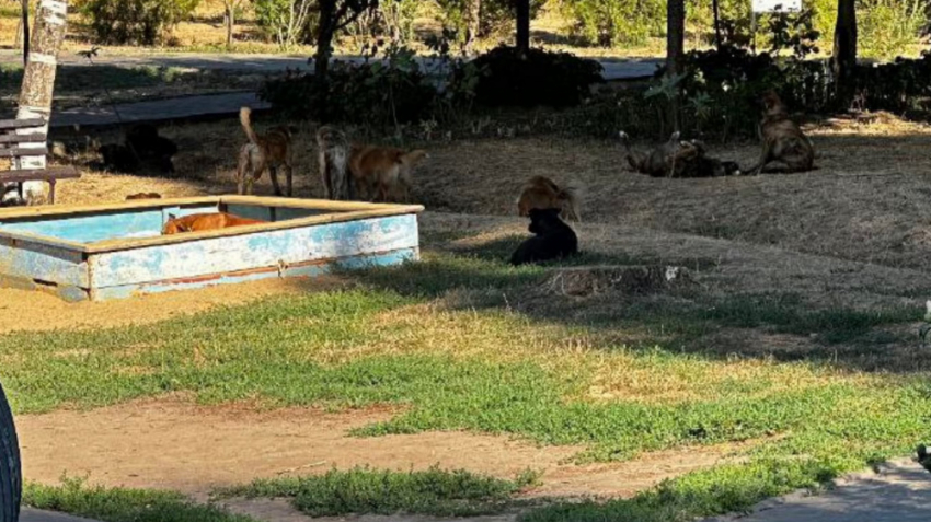 В Одессе мужчина жестоко расстрелял собаку на трассе
