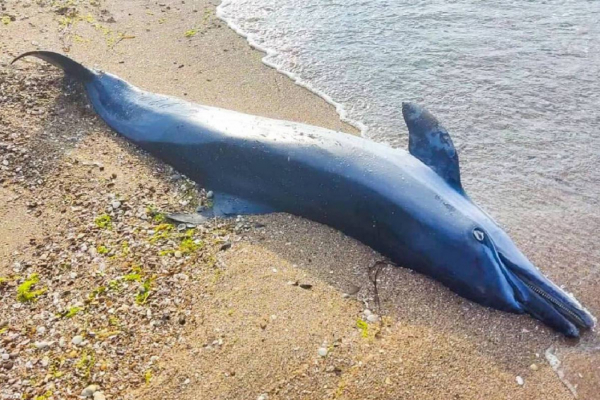 Гибель 50 тысяч дельфинов приведет к экокатастрофе на побережье Черного моря