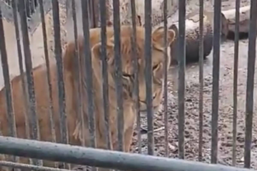 В Одесском зоопарке насилуют львов