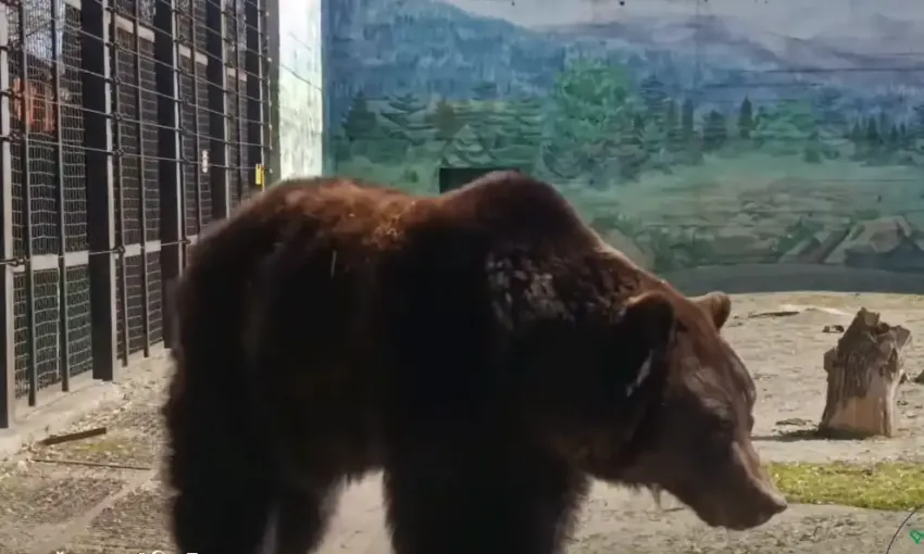 В Одесском зоопарке проснулась медведица Поляна