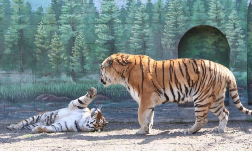 После скандала в Одессе сменили руководство зоопарка