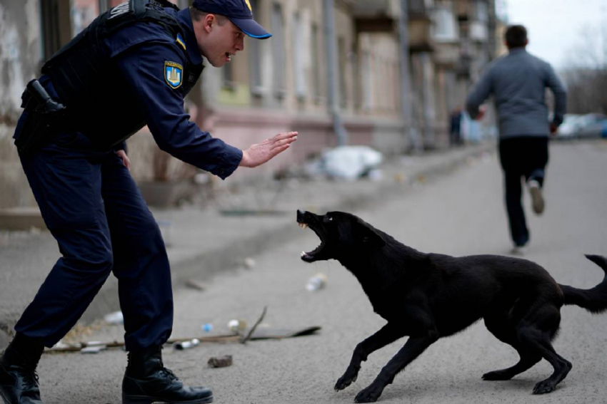 Собака спасла своего хозяина от мобилизации в Одессе