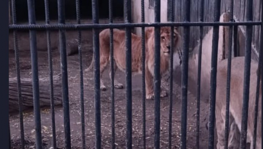 Старейшая львица Одессы умерла, блогеры обвиняют зоопарк в сокрытии