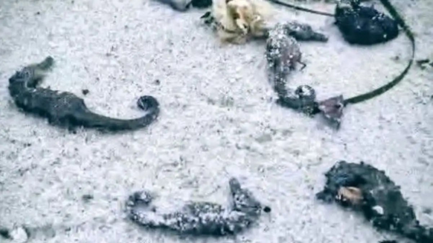 На одесском побережье обнаружили сотни трупов морских коньков и других животных