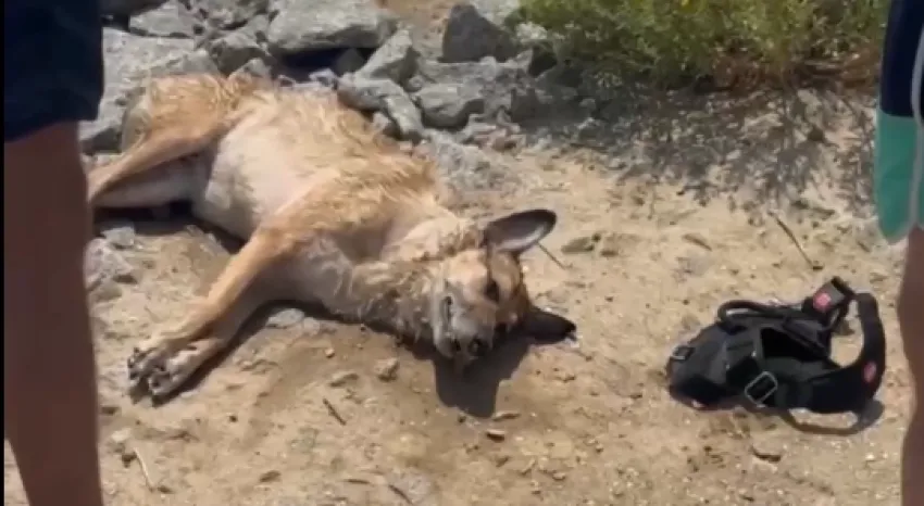 Одессит пытался утопить собаку на глазах у людей