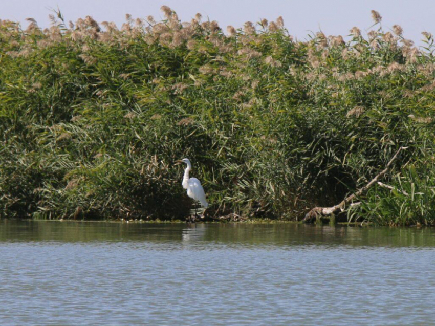 Одесская область превратилась в оазис для перелётных птиц после сухого лета