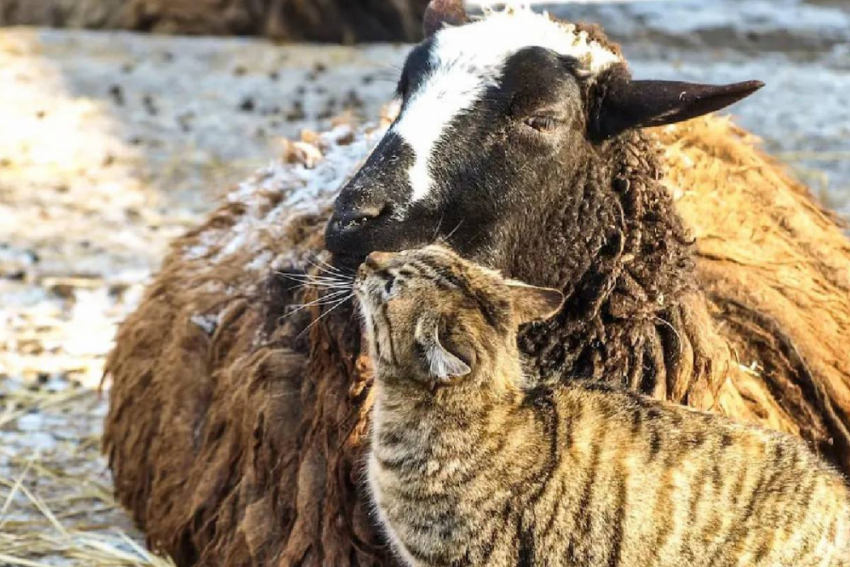 Кошка и овца стали парой года в Одесском зоопарке